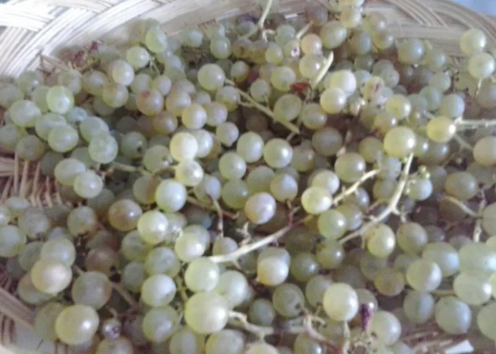 Dom wakacyjny Tiara Vacaciones Nava de la Asuncion